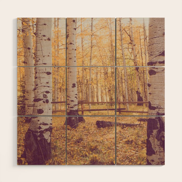 Aspen Grove Autumn Light x Colorado Landscape Photography Wood Wall Art Gallery Image 1