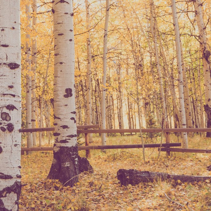 Aspen Grove Autumn Light x Colorado Landscape Photography Coffee Mug Gallery Image 2