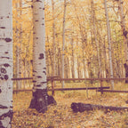 Aspen Grove Autumn Light x Colorado Landscape Photography Coffee Mug Gallery Image 2