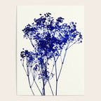 babys breath 1 Poster Gallery Image 4