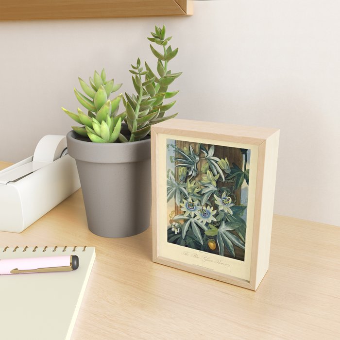 Blue Passionflower from "The Temple of Flora," 1812 (benefitting The Nature Conservancy) Mini Art Print Gallery Image 2