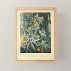 Blue Passionflower from "The Temple of Flora," 1812 (benefitting The Nature Conservancy) Mini Art Print Gallery Image 1