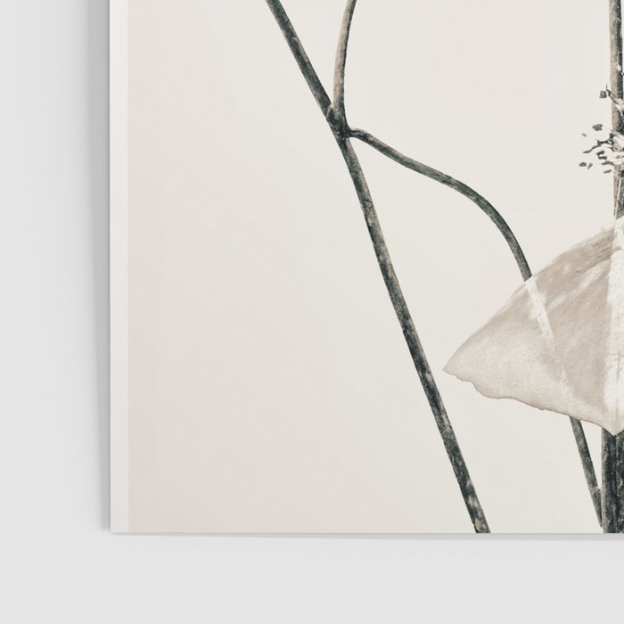 Flowers 20 Poster Gallery Image 3