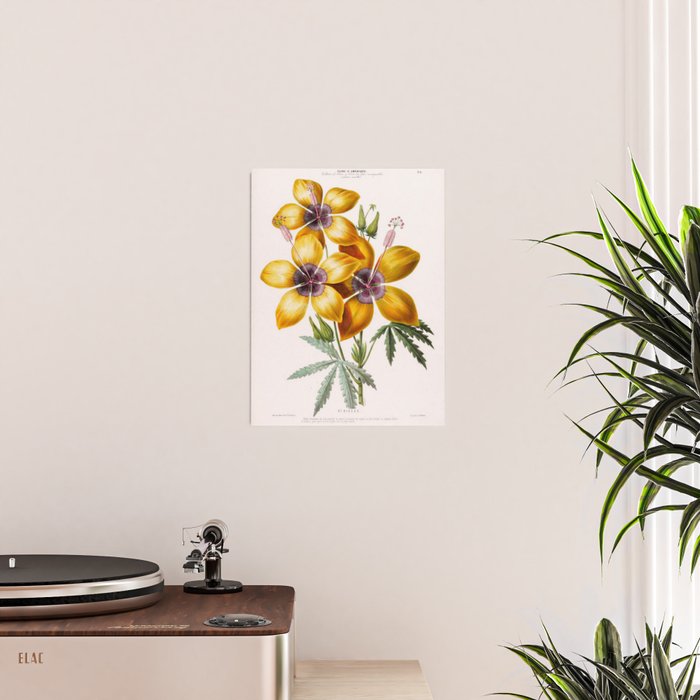 Hibiscus from "Flore dâAmÃ©rique" by Ãtienne Denisse, 1840s Poster Gallery Image 2