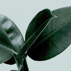Decorum II Coffee Mug Gallery Image 2