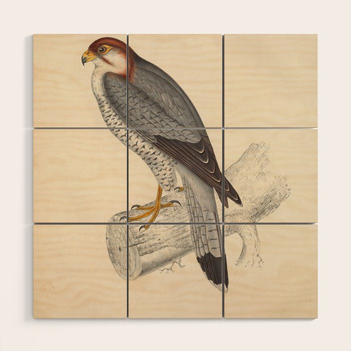 Red-necked falcon by Elizabeth Gould from "A Century of Birds from the Himalaya Mountains," 1831 Wood Wall Art Gallery Image 1