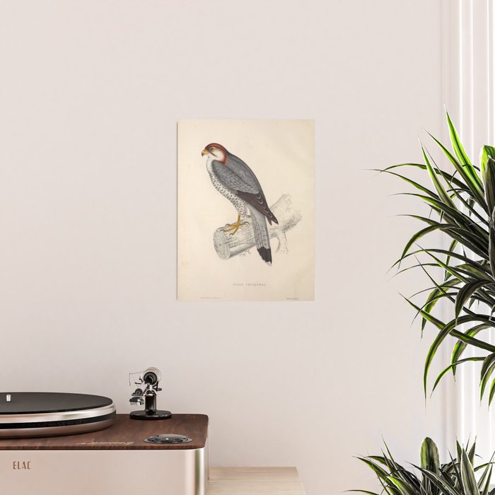 Red-necked falcon by Elizabeth Gould from "A Century of Birds from the Himalaya Mountains," 1831 Poster Gallery Image 2