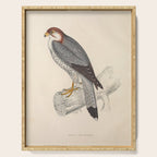 Red-necked falcon by Elizabeth Gould from "A Century of Birds from the Himalaya Mountains," 1831 Serving Tray Gallery Image 1