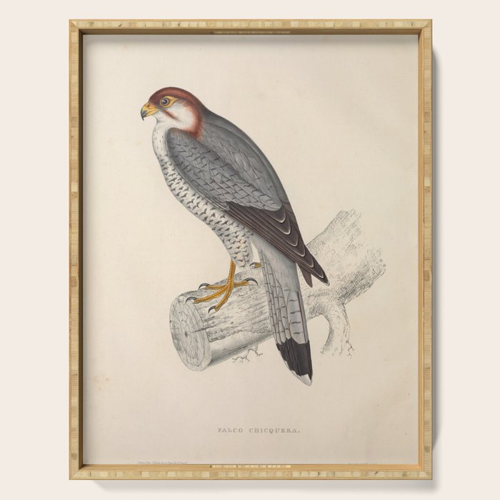 Red-necked falcon by Elizabeth Gould from "A Century of Birds from the Himalaya Mountains," 1831 Serving Tray Gallery Image 1