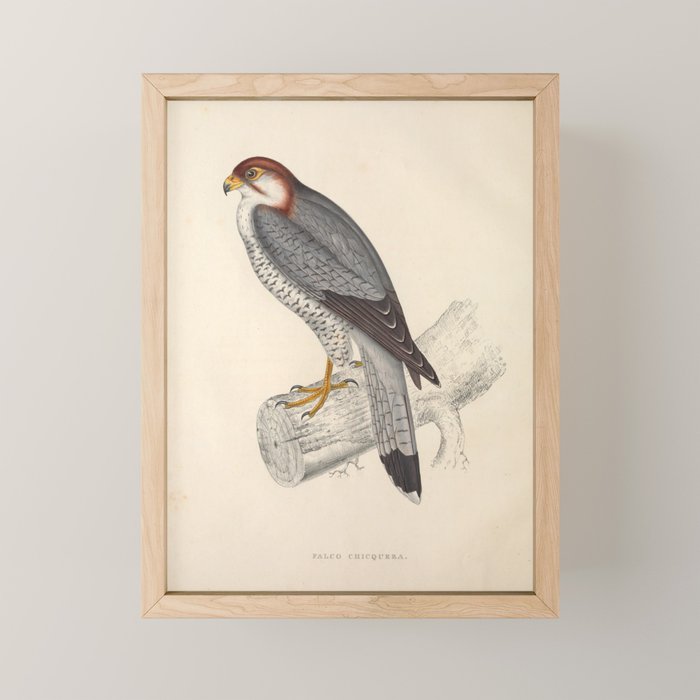 Red-necked falcon by Elizabeth Gould from "A Century of Birds from the Himalaya Mountains," 1831 Mini Art Print Gallery Image 1