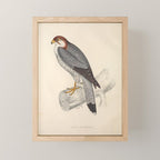 Red-necked falcon by Elizabeth Gould from "A Century of Birds from the Himalaya Mountains," 1831 Mini Art Print Gallery Image 1