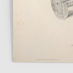 Red-necked falcon by Elizabeth Gould from "A Century of Birds from the Himalaya Mountains," 1831 Poster Gallery Image 3