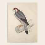 Red-necked falcon by Elizabeth Gould from "A Century of Birds from the Himalaya Mountains," 1831 Poster Gallery Image 4