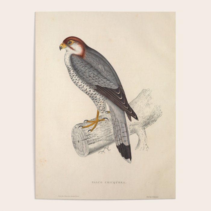 Red-necked falcon by Elizabeth Gould from "A Century of Birds from the Himalaya Mountains," 1831 Poster Gallery Image 4