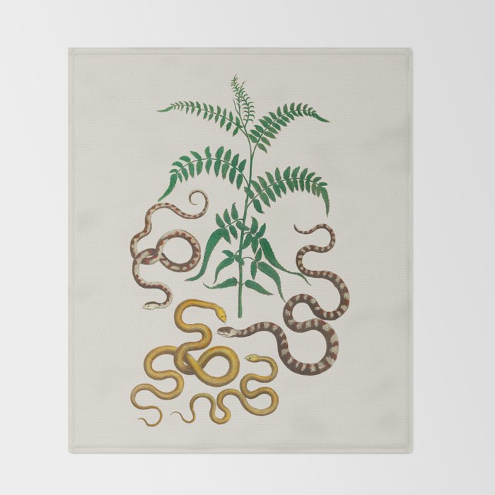 Vipers Aspis hugyi Serpentes Shinus molle Poster Print by Albertus SEBA Throw Blanket Gallery Image 2