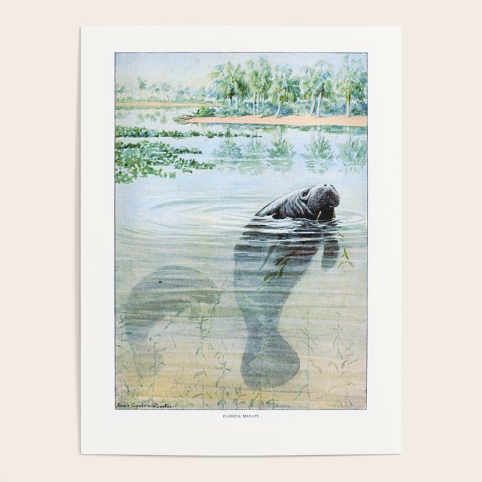 Vintage Florida Manatee Poster Gallery Image 4