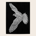 Peregrine Falcon Poster Gallery Image 4