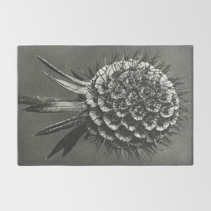 Phacelia Tanacetifolia Lacy Phacelia wonders of nature black and white photograph by Karl Blossfeldt Rug Gallery Image 2