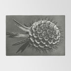 Phacelia Tanacetifolia Lacy Phacelia wonders of nature black and white photograph by Karl Blossfeldt Rug Gallery Image 2