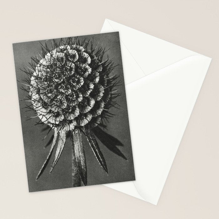 Phacelia Tanacetifolia Lacy Phacelia wonders of nature black and white photograph by Karl Blossfeldt Stationery Card Gallery Image 2
