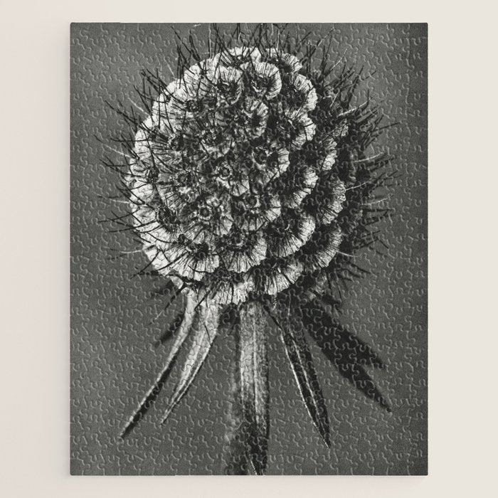 Phacelia Tanacetifolia Lacy Phacelia wonders of nature black and white photograph by Karl Blossfeldt Jigsaw Puzzle Gallery Image 1