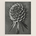 Phacelia Tanacetifolia Lacy Phacelia wonders of nature black and white photograph by Karl Blossfeldt Jigsaw Puzzle Gallery Image 1