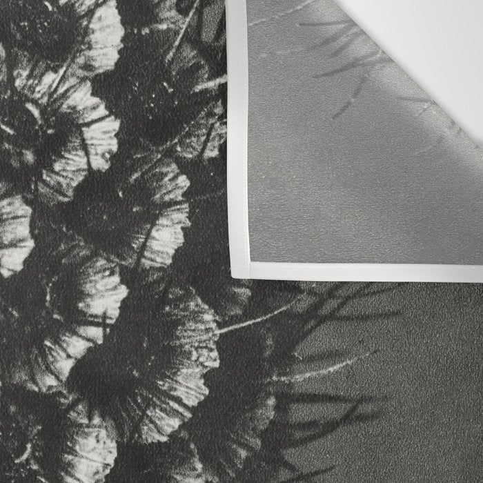 Phacelia Tanacetifolia Lacy Phacelia wonders of nature black and white photograph by Karl Blossfeldt Wall Tapestry Gallery Image 3