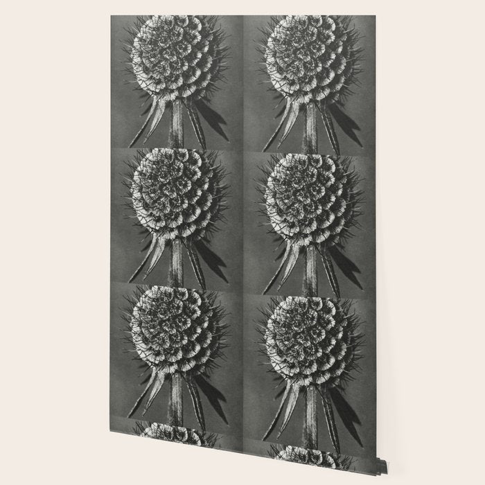 Phacelia Tanacetifolia Lacy Phacelia wonders of nature black and white photograph by Karl Blossfeldt Wallpaper Gallery Image 2
