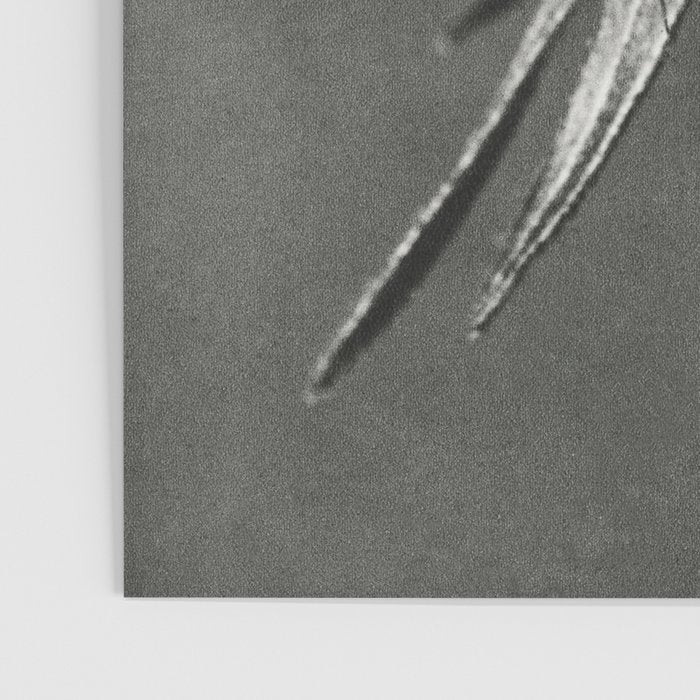 Phacelia Tanacetifolia Lacy Phacelia wonders of nature black and white photograph by Karl Blossfeldt Poster Gallery Image 3