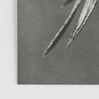 Phacelia Tanacetifolia Lacy Phacelia wonders of nature black and white photograph by Karl Blossfeldt Poster Gallery Image 3