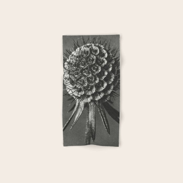 Phacelia Tanacetifolia Lacy Phacelia wonders of nature black and white photograph by Karl Blossfeldt Bath Towel Gallery Image 1