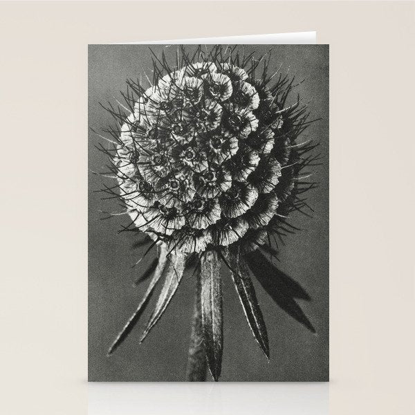 Phacelia Tanacetifolia Lacy Phacelia wonders of nature black and white photograph by Karl Blossfeldt Stationery Card Gallery Image 1