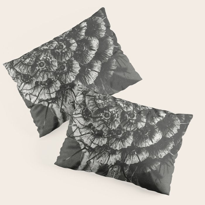Phacelia Tanacetifolia Lacy Phacelia wonders of nature black and white photograph by Karl Blossfeldt Pillow Sham Gallery Image 3