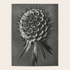 Phacelia Tanacetifolia Lacy Phacelia wonders of nature black and white photograph by Karl Blossfeldt Poster Gallery Image 4