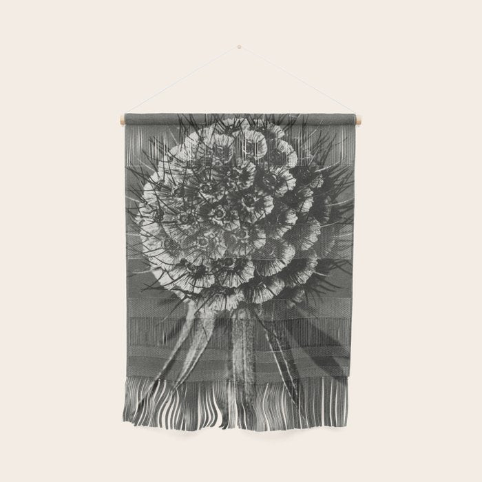 Phacelia Tanacetifolia Lacy Phacelia wonders of nature black and white photograph by Karl Blossfeldt Wall Hanging Gallery Image 1
