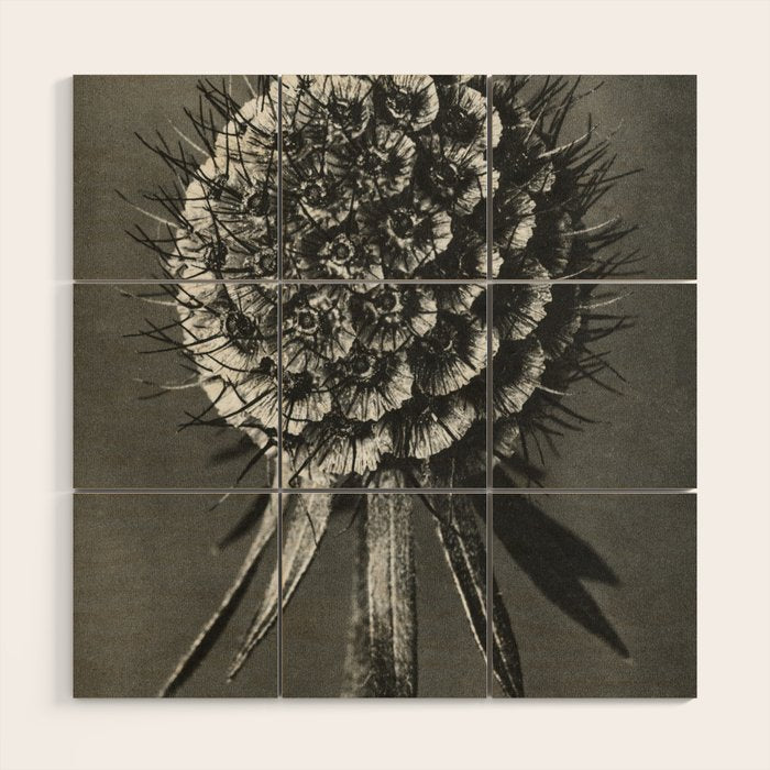 Phacelia Tanacetifolia Lacy Phacelia wonders of nature black and white photograph by Karl Blossfeldt Wood Wall Art Gallery Image 1