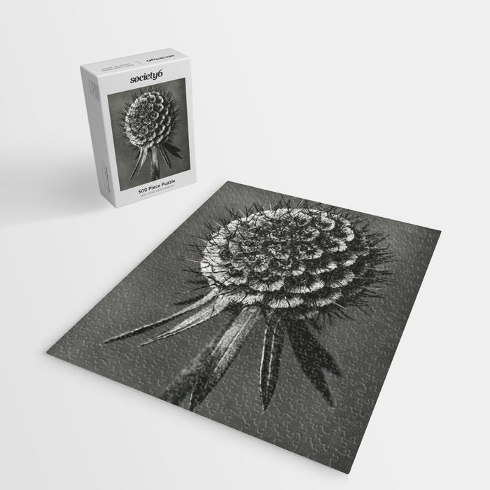 Phacelia Tanacetifolia Lacy Phacelia wonders of nature black and white photograph by Karl Blossfeldt Jigsaw Puzzle Gallery Image 2