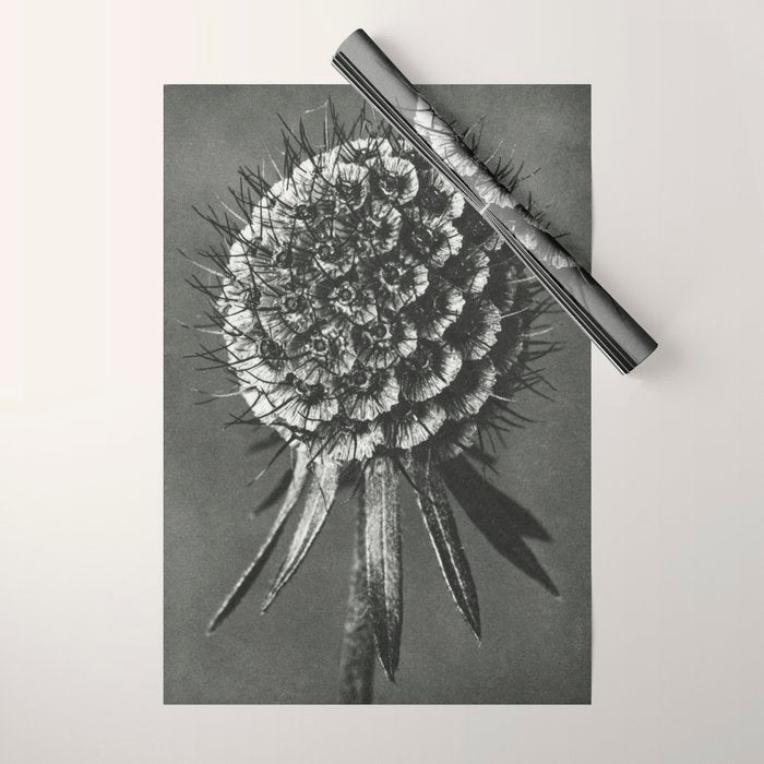 Phacelia Tanacetifolia Lacy Phacelia wonders of nature black and white photograph by Karl Blossfeldt Wrapping Paper Gallery Image 1