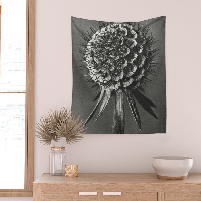 Phacelia Tanacetifolia Lacy Phacelia wonders of nature black and white photograph by Karl Blossfeldt Wall Tapestry Gallery Image 2
