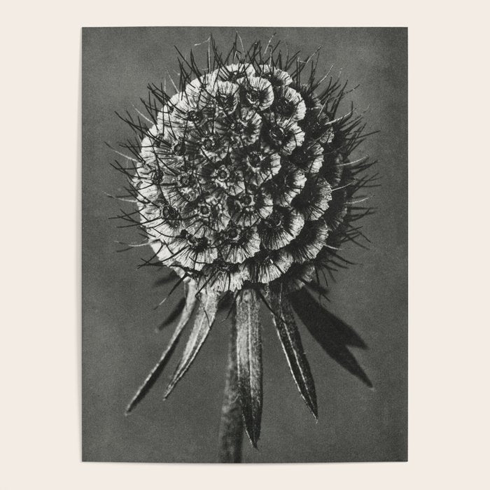 Phacelia Tanacetifolia Lacy Phacelia wonders of nature black and white photograph by Karl Blossfeldt Poster Gallery Image 1