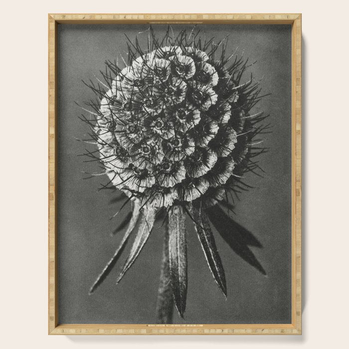 Phacelia Tanacetifolia Lacy Phacelia wonders of nature black and white photograph by Karl Blossfeldt Serving Tray Gallery Image 1