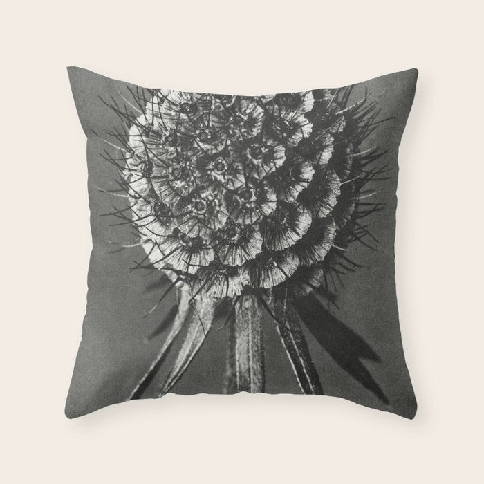 Phacelia Tanacetifolia Lacy Phacelia wonders of nature black and white photograph by Karl Blossfeldt Throw Pillow Gallery Image 1