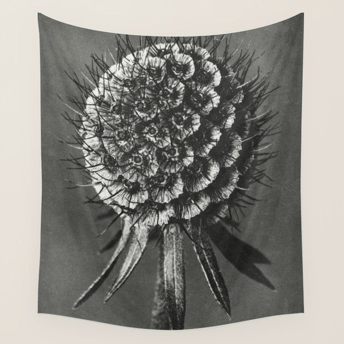 Phacelia Tanacetifolia Lacy Phacelia wonders of nature black and white photograph by Karl Blossfeldt Wall Tapestry Gallery Image 4