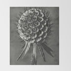 Phacelia Tanacetifolia Lacy Phacelia wonders of nature black and white photograph by Karl Blossfeldt Throw Blanket Gallery Image 2