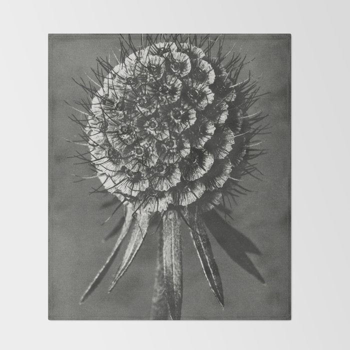 Phacelia Tanacetifolia Lacy Phacelia wonders of nature black and white photograph by Karl Blossfeldt Throw Blanket Gallery Image 2