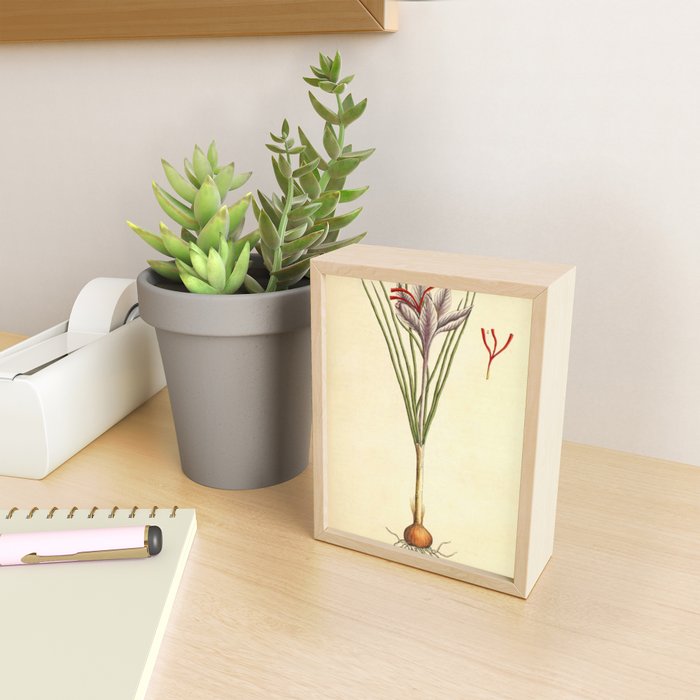 Saffron by Elizabeth Blackwell from "A Curious Herbal," 1737 (benefiting The Nature Conservancy) Mini Art Print Gallery Image 2