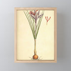 Saffron by Elizabeth Blackwell from "A Curious Herbal," 1737 (benefiting The Nature Conservancy) Mini Art Print Gallery Image 1