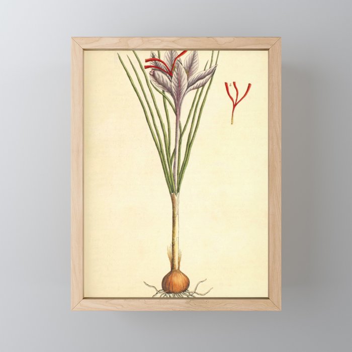 Saffron by Elizabeth Blackwell from "A Curious Herbal," 1737 (benefiting The Nature Conservancy) Mini Art Print Gallery Image 1