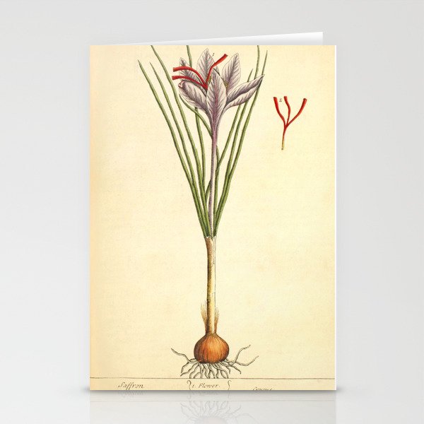 Saffron by Elizabeth Blackwell from "A Curious Herbal," 1737 (benefiting The Nature Conservancy) Stationery Card Gallery Image 2