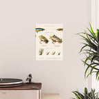 Illustrated Freshwater Fish Angling baits and fishing flies chart Poster Gallery Image 2